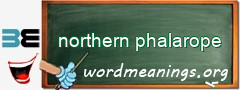 WordMeaning blackboard for northern phalarope